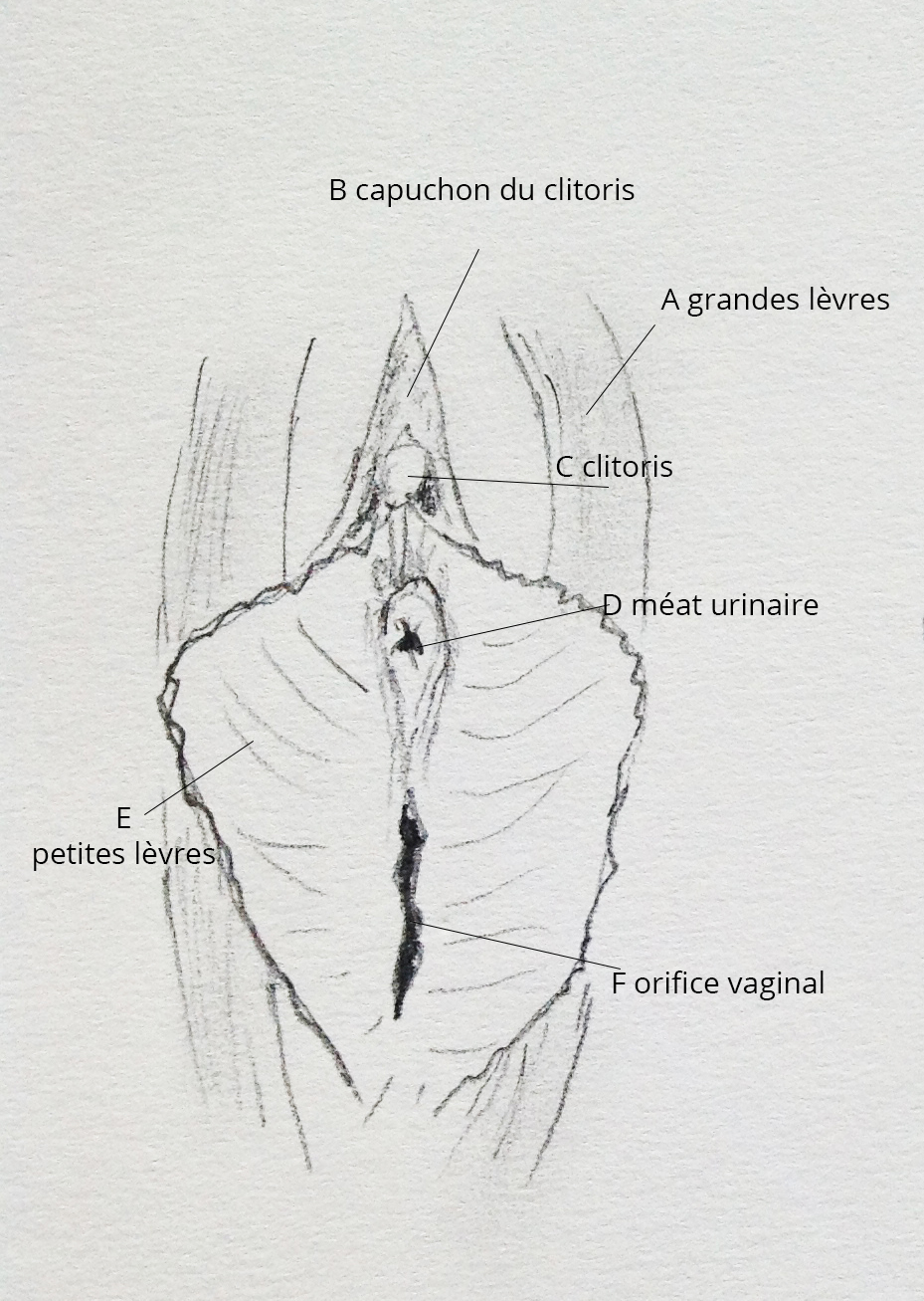 anatomie petite lèvre nymphoplastie annecy genève